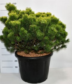 Spygliuotis, pušis kalninė "Ophir", aukštis 80-100 cm., vazonas 65 l.