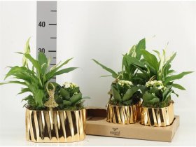 Kambarinis augalas, Kalėdinė kompozicija, vazonėlio skresmuo 21 cm.