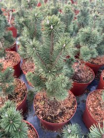 Spygliuotis, pušis kalninė "Columunaris", vazonėlio skersmuo 28 cm.