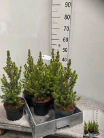 Spygliuotis, eglė paprastoji "Conica", vazonėlio skersmuo 17 cm.