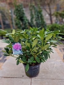 Dekoratyvinis krūmas, rododendras "Catawbiensi Grandiflorum", vazonėlio skersmuo 50 cm.