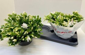 Kambarinis augalas, plokštenis (Schlumbergera) "Flame White", vazonėlio skersmuo 23 cm.