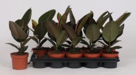 Kambarinis augalas, fikusas "Robusta", vazonėlio skersmuo 12 cm.