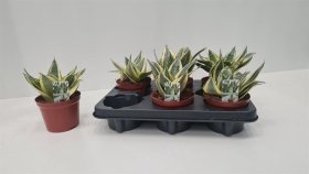 Kambarinis augalas, sanseverija "Hahnii", vazonėlio skersmuo 12 cm.