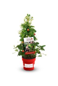 Braškės sodinukas, Lucky Berry