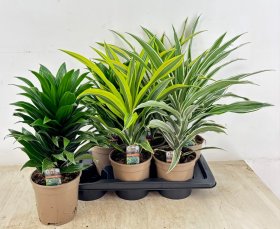 Kambarinis augalas, dracena, įvairios, vazonėlio skersmuo 17 cm.