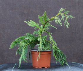 Spygliuotis, puskiparisis nutkinis "Pendula", vazonėlio talpa 2 l.