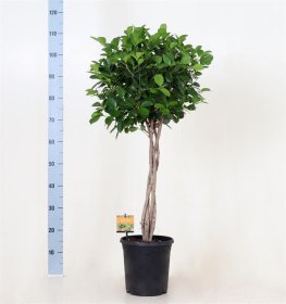 Kambarinis augalas, fikusas "Moclame", vazono skersmuo 23 cm.
