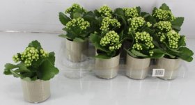 Kambarinis augalas, kalankė kompozicija, vazonėlio skersmuo 8 cm.