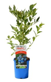 Vaiskrūmis, šilauogė, vazonas 2 l.