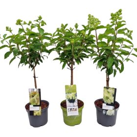 Dekoratyvinis krūmas, hortenzija šluotelinė, ant stiebo, aukštis 50 cm., įvairios, vazonėlio skersmuo 19 cm.