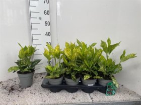 Dekoratyvinis krūmas, aukuba "Variegata", vazonėlio skersmuo 13 cm.