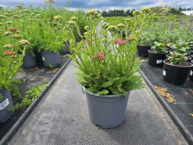 Daugiametė gėlė, kraujažolė, vazonėlio skersmuo 17 cm.