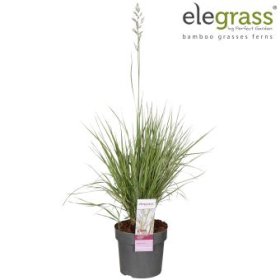 Žolinis augalas, lendrūnas smailiažiedis, vazonėlio skersmuo 19 cm.