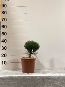 Spygliuotis, pušis "Petra", vazonėlio skersmuo 23 cm.