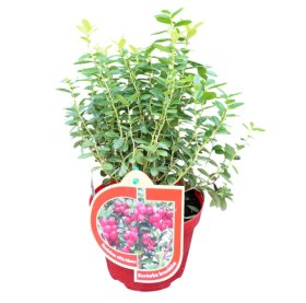 Vaiskrūmis, bruknė, vazonas 1 l.