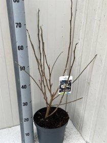 Dekoratyvinis medis, magnolija "Stellata", vazonėlio skersmuo 21 cm.