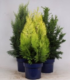 Spyliuotis, įvairūs, vazonėlio skersmuo 23 cm.