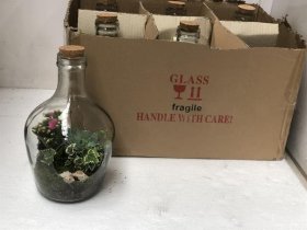 Kambarinis augalas, kompozicija stikliniame inde, skersmuo 18 cm.