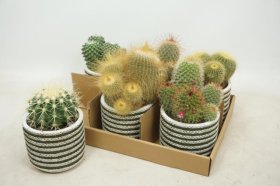 Kambarinis augalas, kaktusas, keraminiame vazonėlyje, vazonėlio skersmuo 11 cm.