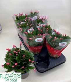 Kambarinis augalas, plokštenis "Olivia", vazonėlio skersmuo 11 cm.