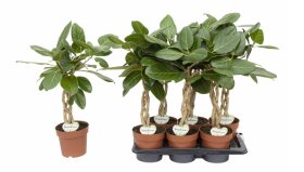 Kambarinis augalas, fikusas "Beng Audrey", vazonėlio skersmuo 17 cm.