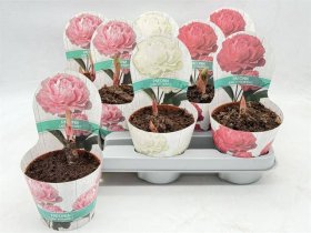 Daugiametė gėlė, bijūnas, įvairūs, vazonėlio skersmuo 12 cm.