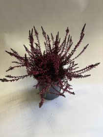 Vienmetis augalas, viržis, vazonėlio skersmuo 11 cm.