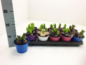 Kambarinis augalas, hiacintas, 3 vnt., vazonėlio skersmuo 12 cm.