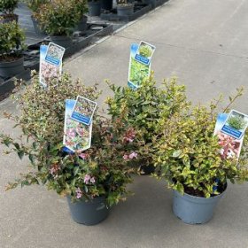 Dekoratyvinis krūmas, vytmenys, įvairūs, vazonėlio skersmuo 17 cm.