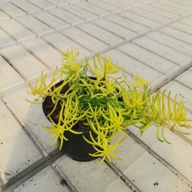 Alpinariumo augalas, šilokas uolinis "Angelina", vazonėlio skersmuo 11 cm.