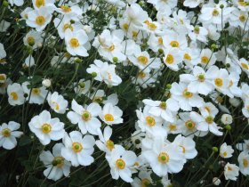 Daugiametė gėlė, saulenis, vazono skersmuo 15 cm.