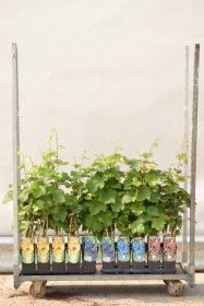 Vaiskrūmis, vynuogė, įvairios veislės, vazonas 3 l