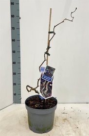 Dekoratyvinis krūmas, lazdynas paprastasis "Red Majestic", ant stiebo, aukštis 125 cm., vazonas 30 l.