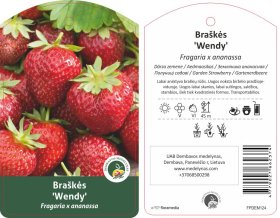 Braškės sodinukas "Wendy", 10 vnt.