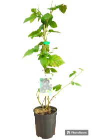 Vaiskrūmis, gervuogė bespyglė, vazonas 2,5 l.