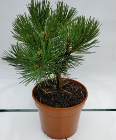 Spygliuotis, pušis "Sycow", vazonas 3 l