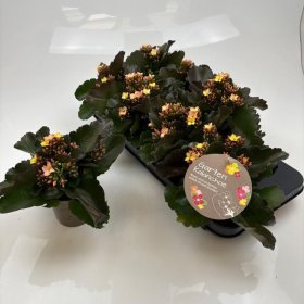 Kambarinis augalas, kalankė, įvairios, vazonėlio skersmuo 11 cm.