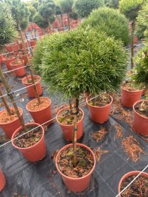 Spygliuotis, pušis kalninė "Benjamin", ant stiebo, vazonėlio skersmuo 28 cm.