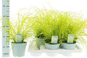 Žolinis augalas, soruolė "Hameln Gold", vazonėlio skersmuo 17 cm.