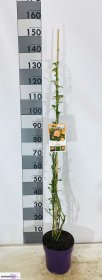 Daugiametė gėlė, rožė vijoklinė, vazonėlio skersmuo 22 cm.