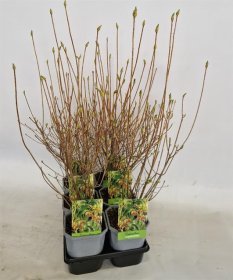 Dekoratyvinis krūmas, sietminas katilėlinis, vazonėlio skersmuo 17 cm.