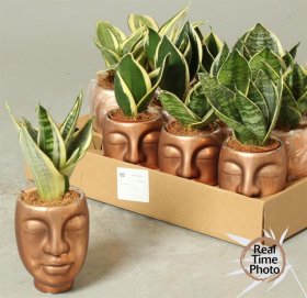 Kambarinis augalas, sanseverija, kompozicija, vazonėlio skersmuo 13 cm.