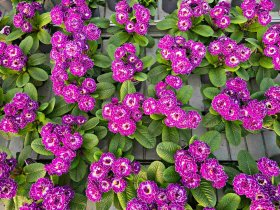 Daugiametė gėlė, raktažolė "Belarina", vazonėlio skersmuo 12 cm.