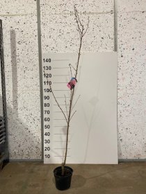 Dekoratyvinis medis, sakura "Royal Burgundy", vazonėlio skersmuo 23 cm.