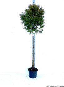 Spygliuotis, tuja vakarinė "Brabant", ant stiebo, vazonėlio skersmuo 27 cm.