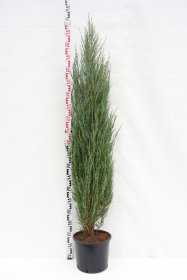 Spygliuotis, kadagys uolinis "Blue Arrow", aukštis 160-180 cm., vazonas 15 l.