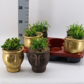 Kambarinis augalas, sukulentas keraminėje kompozicijoje, vazonėlio skersmuo 14 cm.