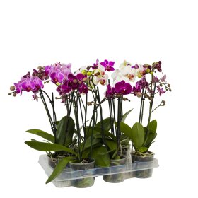 Kambarinis augalas, orchidėja (Phalaenopsis), įvairios, vazonėlio skersmuo 9 cm.