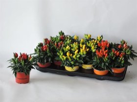 Kambarinis augalas, dekoratyvinis pipiras, vazonėlio skersmuo 11 cm.